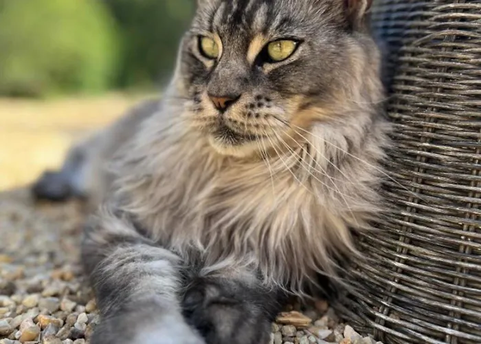 Bed & Breakfast Les Ocelles De